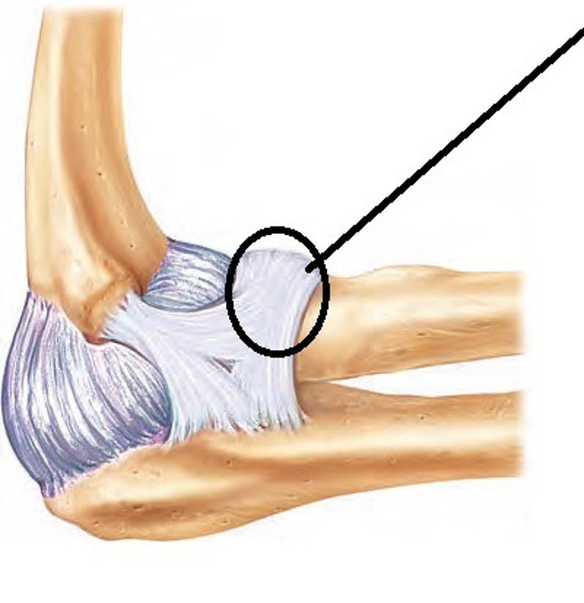 <p>What is the name of the ligament that holds the ulna and radius together?</p>