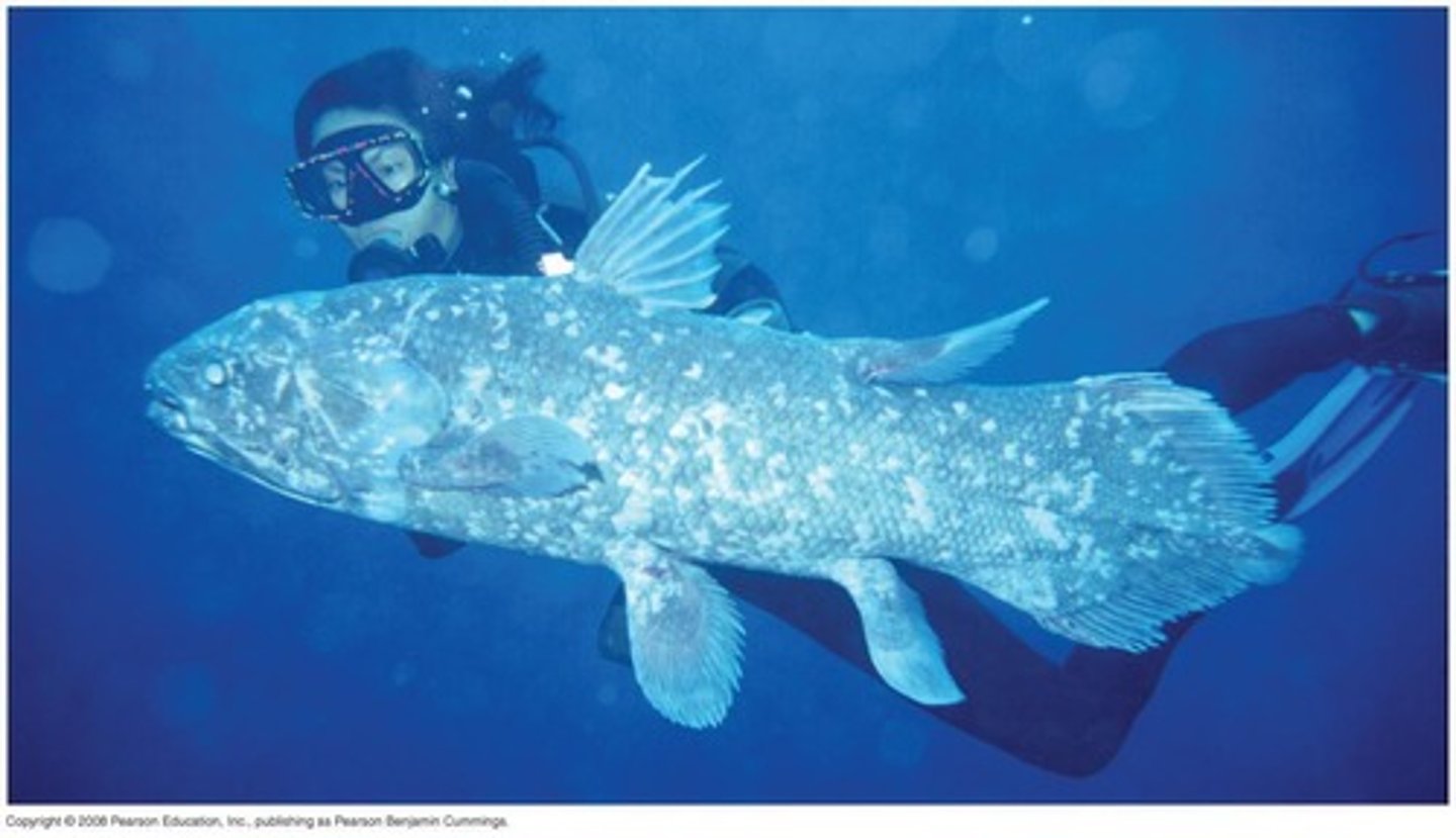<p>Coelacanth Infraclass</p>