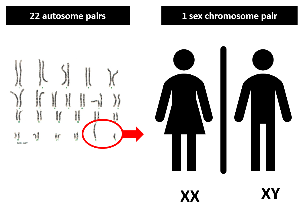 <p>1 pair : XX or XY</p>