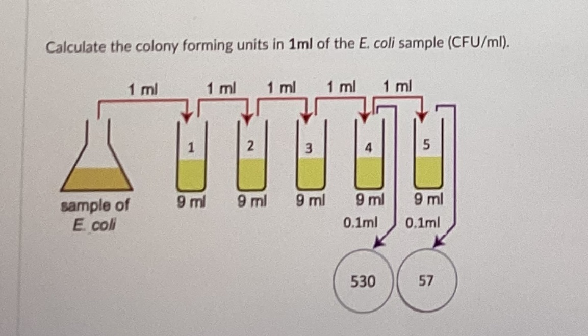 <p>Calculate the colony forming units in the whole 5 mL of the E. coli sample.</p>