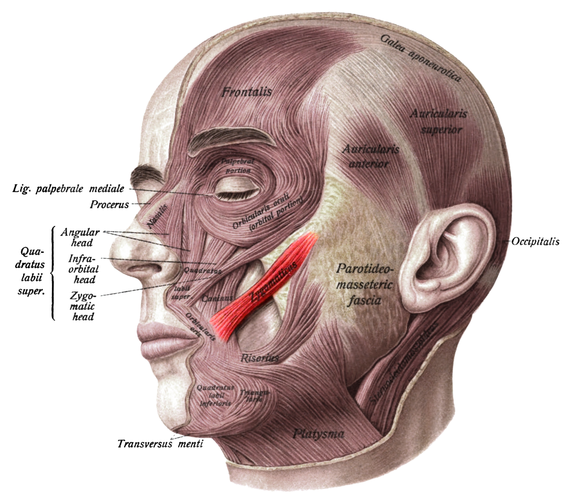 <p>what facial expression bone is this?</p>