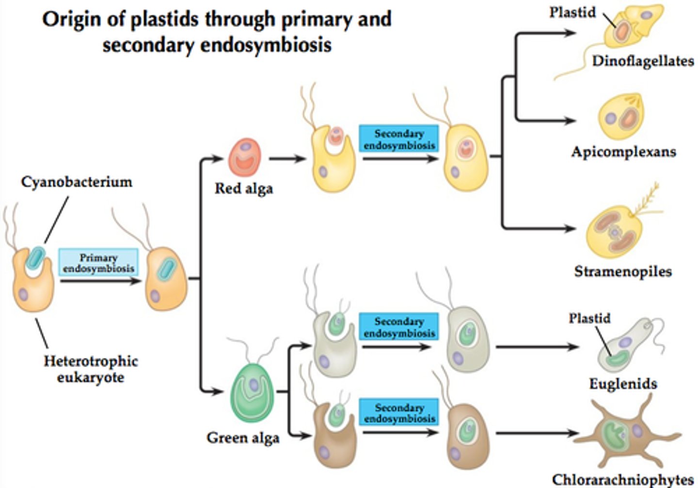<p>a process in eukaryotic evolution in which a heterotrophic eukaryotic cell engulfed a photosynthetic eukaryotic cell which survived in a symbiotic relationship inside the heterotrophic cell</p>