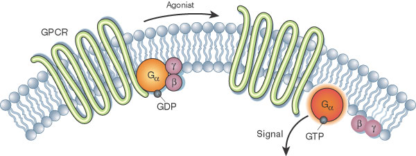 - The g protein is made up of three subunits -- alpha (α), beta (β) and gamma (γ)

- At resting state, these subunits are covalently bonded

- Once the ligand binds and activates the GPCR, GPD is replaced with GTP at intracellular sites

- Alpha subunit separates from the beta and gamma subunit to signal at the membrane

- Beta and gamma subunit also diffuses away to signal via the membrane

- Hydrolysis (via catalytic α-subunit): Enzyme hydrolyses GTP to GDP and all subunits for re-assembly of the complex
