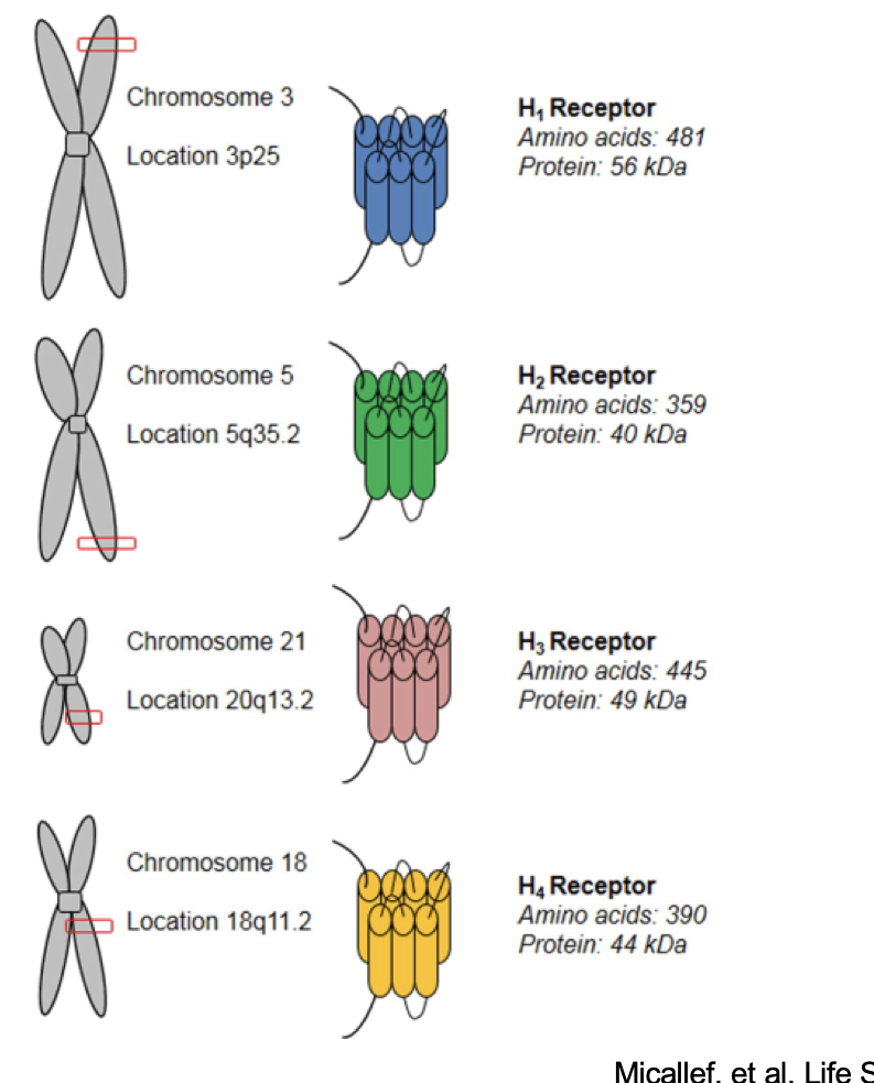 <ul><li><p>H<sub>1</sub> receptor</p><ul><li><p>on chromosome 3 @ 3p25</p></li></ul></li><li><p>H<sub>2</sub> receptor</p><ul><li><p>on chromosome 5 @ 5q35.2</p></li></ul></li><li><p>H<sub>3</sub> receptor</p><ul><li><p>on chromosome 21 @ 20q13.2</p></li></ul></li><li><p>H<sub>4</sub> receptor</p><ul><li><p>on chromosome 18 @ 18q11.2</p></li></ul></li></ul><p></p>