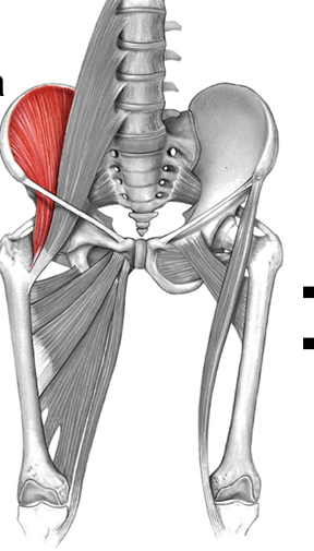 <p>name; origin/insertion</p>