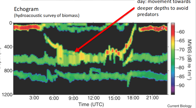 <p>Spatial refugia</p><p>= the Synchronized movement of organisms int he water column over a daily cycle</p><ul><li><p>displayed by various organisms to avoid predators</p></li><li><p>During the day = move deeper in water to avoid predators</p></li></ul><p></p>