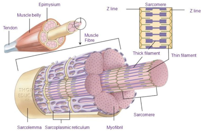 <p>thick and thin protein filaments (respectively) within the myofibrils</p><p>make up the muscle fibres at a cellular level</p>