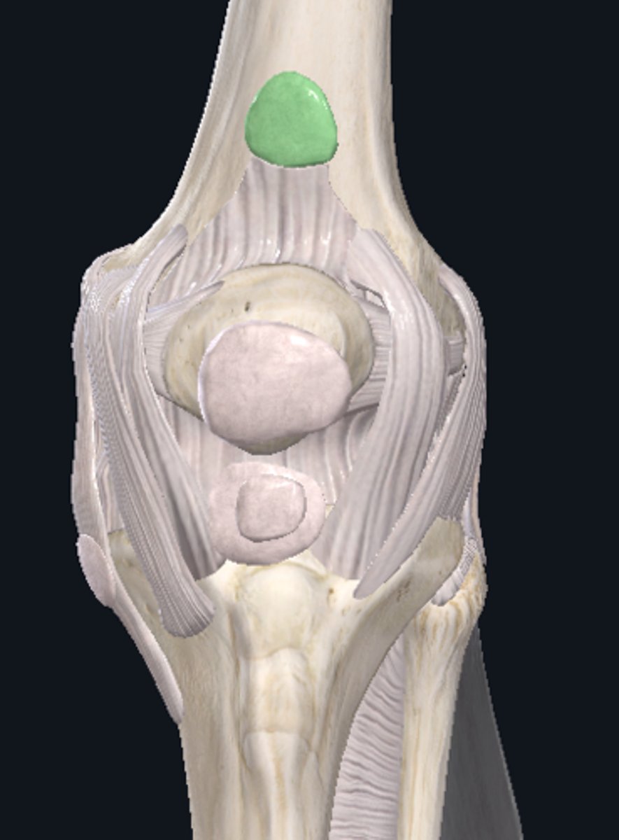 <p>identify, function</p>