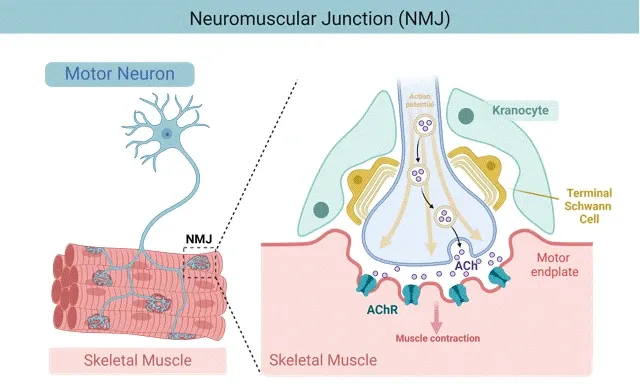 <p>Synapse for muscles / motor neuron meets muscle </p><p>Motor neuron → neurotransmitters → synaptic cleft → bind receptors muscle cell</p><p>RMP more negative in muscle </p>