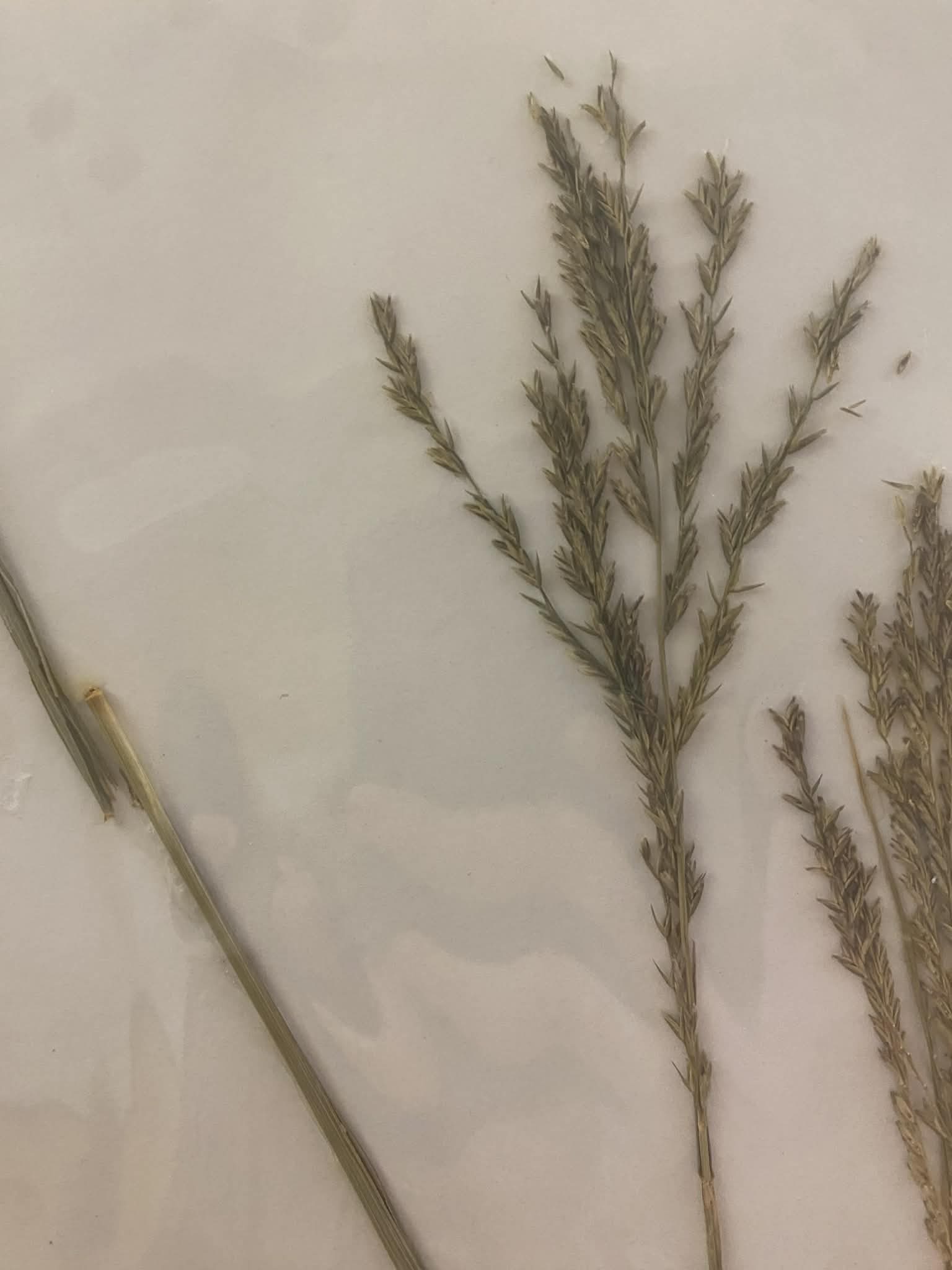 <p>Eragrosteae, P, N, Leptochloa dubia, green sprangletop</p>