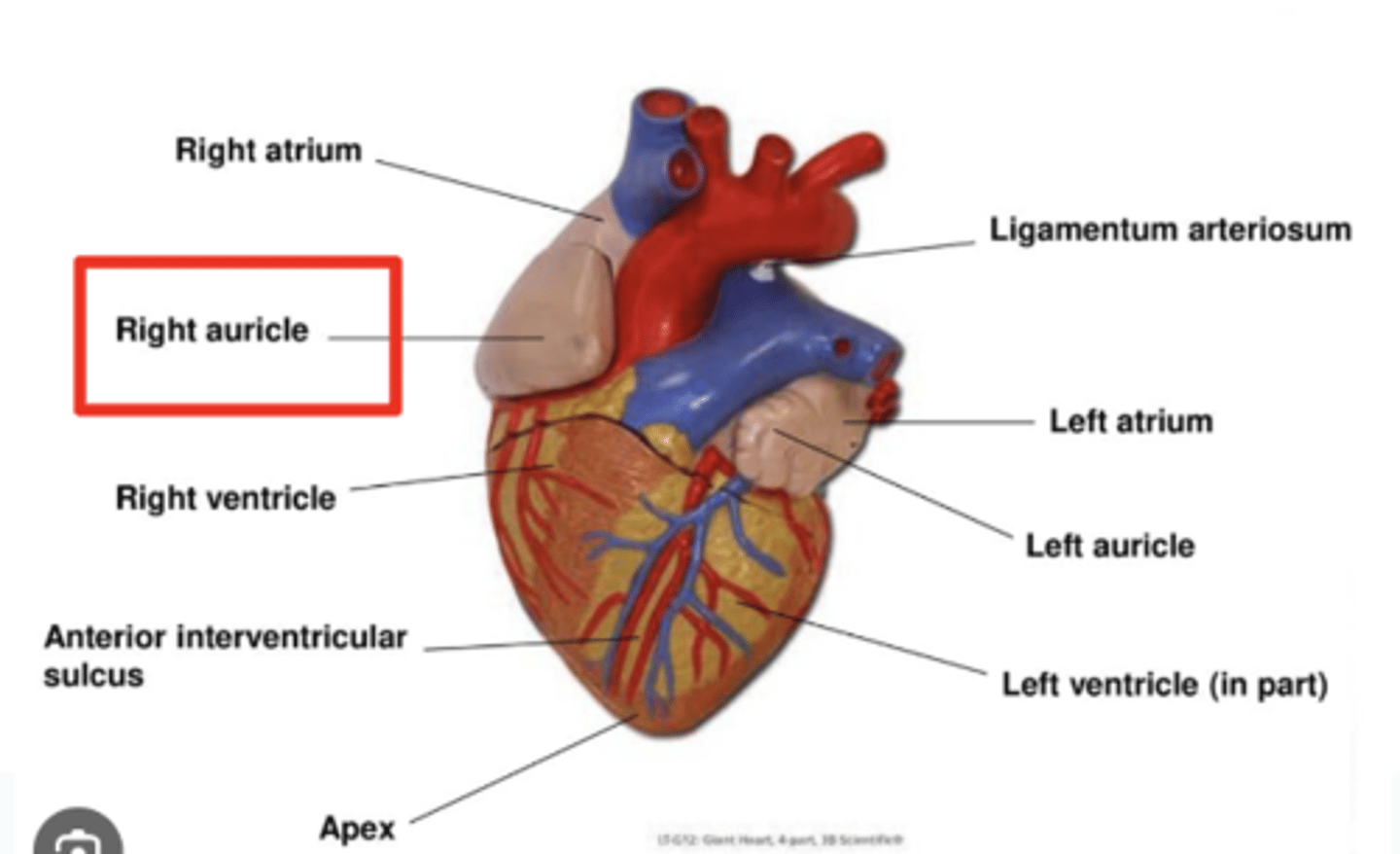 <p>1. Reservoir for Blood</p><p>During atrial relaxation accommodate fluctuations in venous return, especially during exercise or increased cardiac demand.</p><p>2. Assist in Atrial Contraction</p><p>Propel additional blood into the ventricles</p>