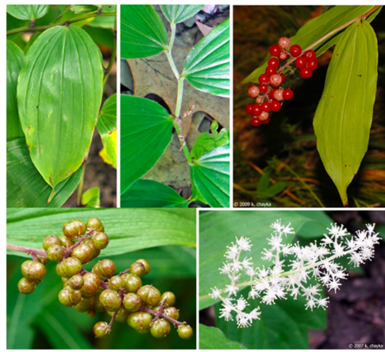 <p>False Solomon's seal</p>