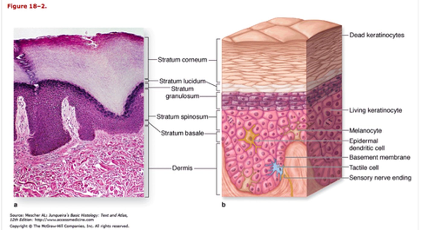 <p>1. stratum basale</p><p>2. stratum spinosum</p><p>3. stratum granulosum</p><p>4. stratum lucidum</p><p>5. stratum corneum</p>