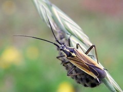 No ocelli, presence of cuneus