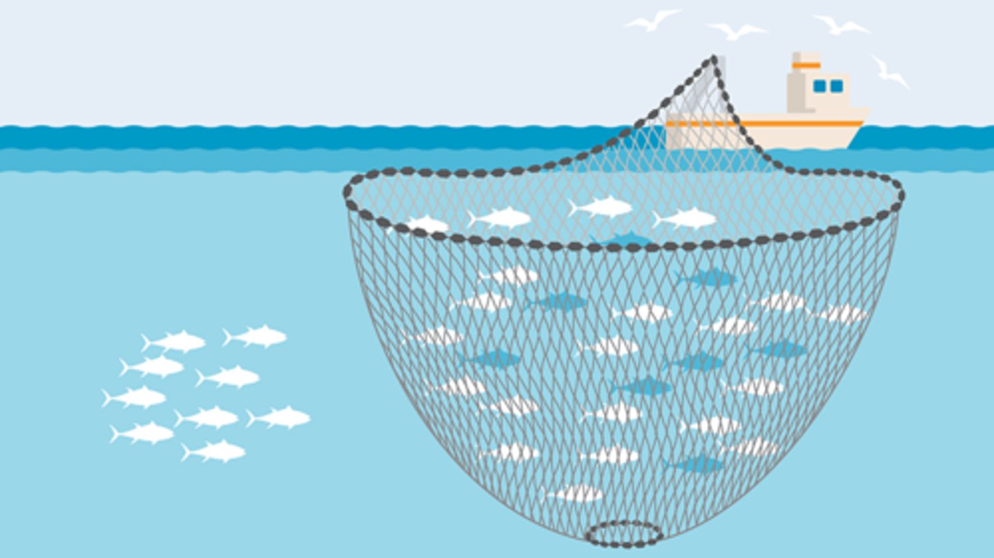 <p>Nets surround a school of fish</p>