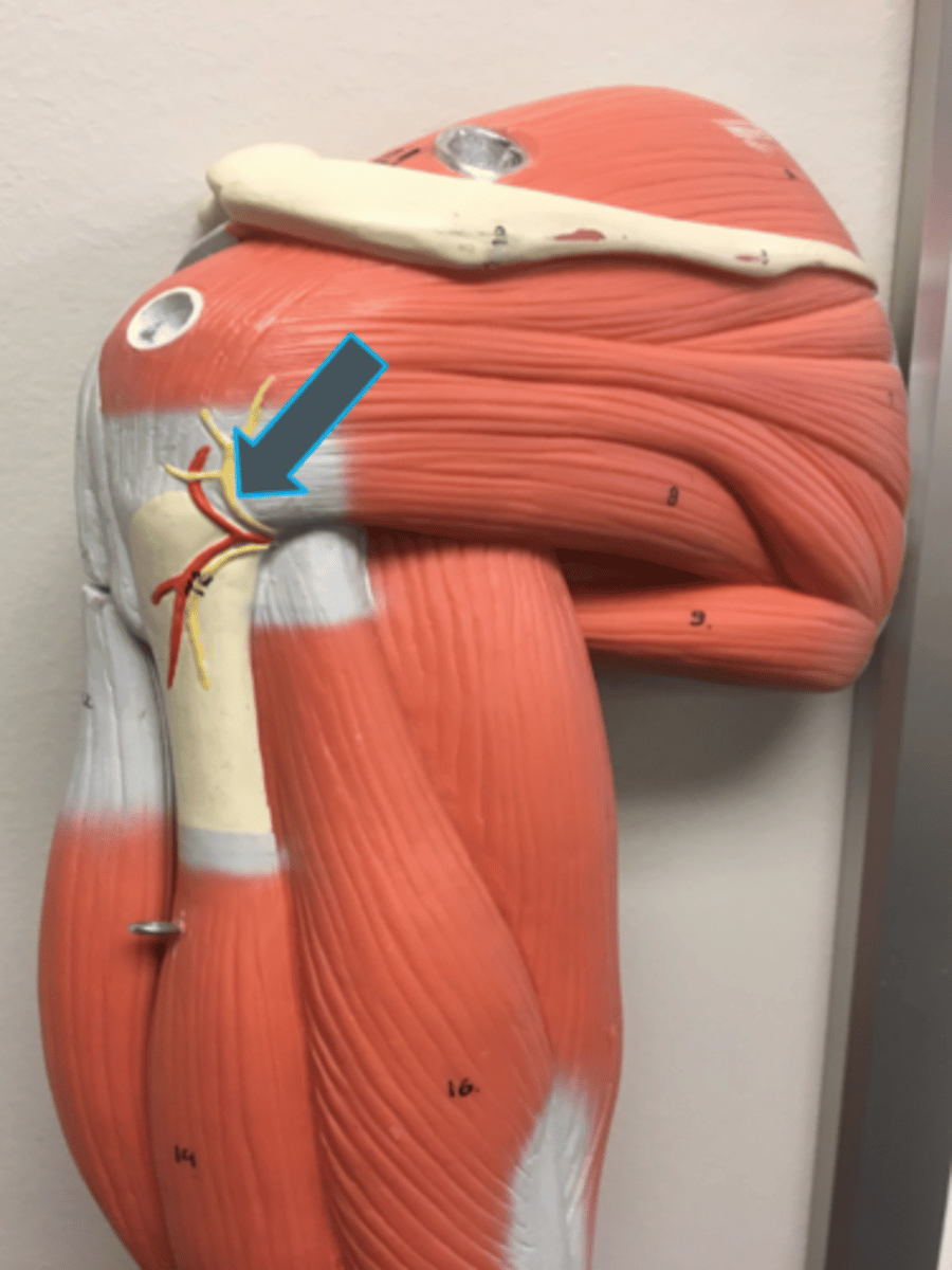 <p>innervates:<br>deltoid<br>teres minor</p>