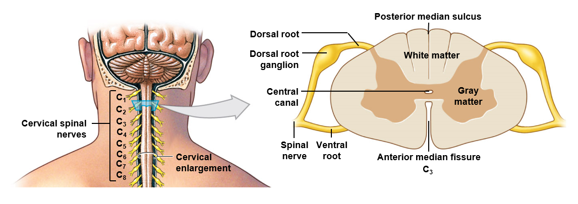 <p>Typically broken down anatomically into posterior, lateral, and anterior horns and columns respectively</p><p>Surrounds the central canal; contains cell bodies, Neuroglia, and unmyelinated axons</p><p>Associated with sensory and motor nuclei; these nuclei are associated with the areas of the body they lie in close proximity to</p>