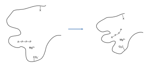 <p>the phosphate is supplied as the Mg-ATP complex, the Mg²⁺ ions are critical to the mechanism, ATP is bound into the protein via the adenine leaving the phosphate chain exposed or weakly bound, an anion centre on the protein helps move the trphosphate into position so the termial phosphate group can be transfered to the requisite amino acid, the protein may be phosphorylated by more than one kinase allowing convergance of cell signalling pathways </p>