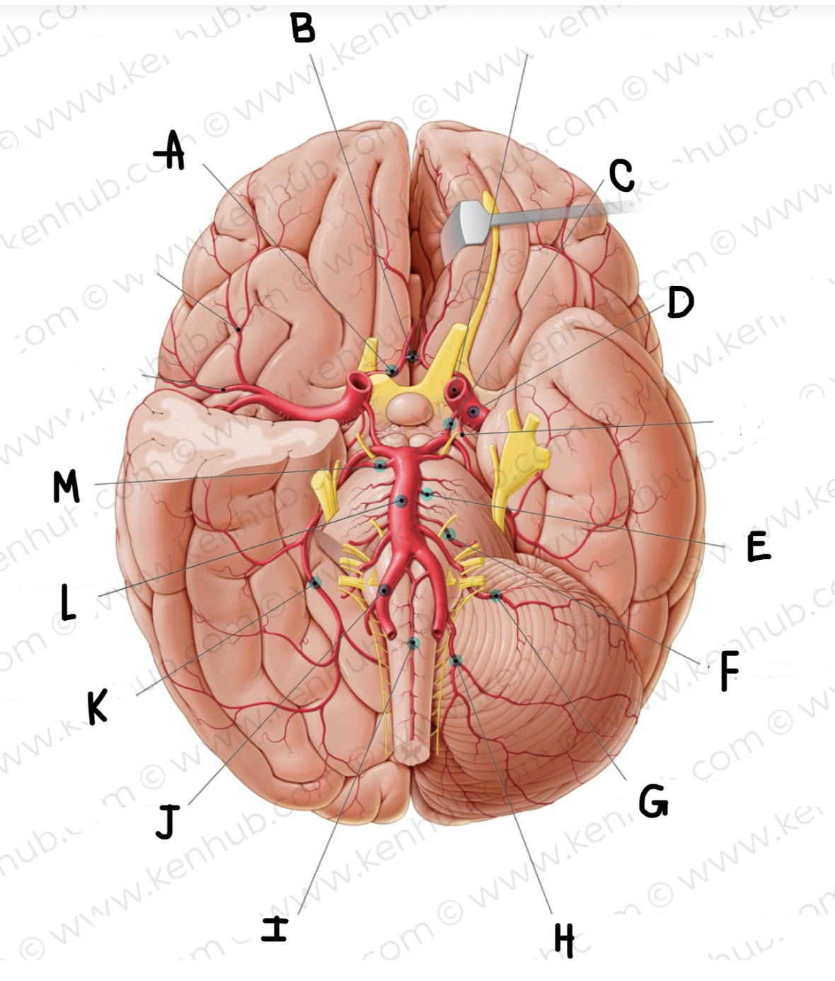 <p>What is the name of the artery labeled K?</p>