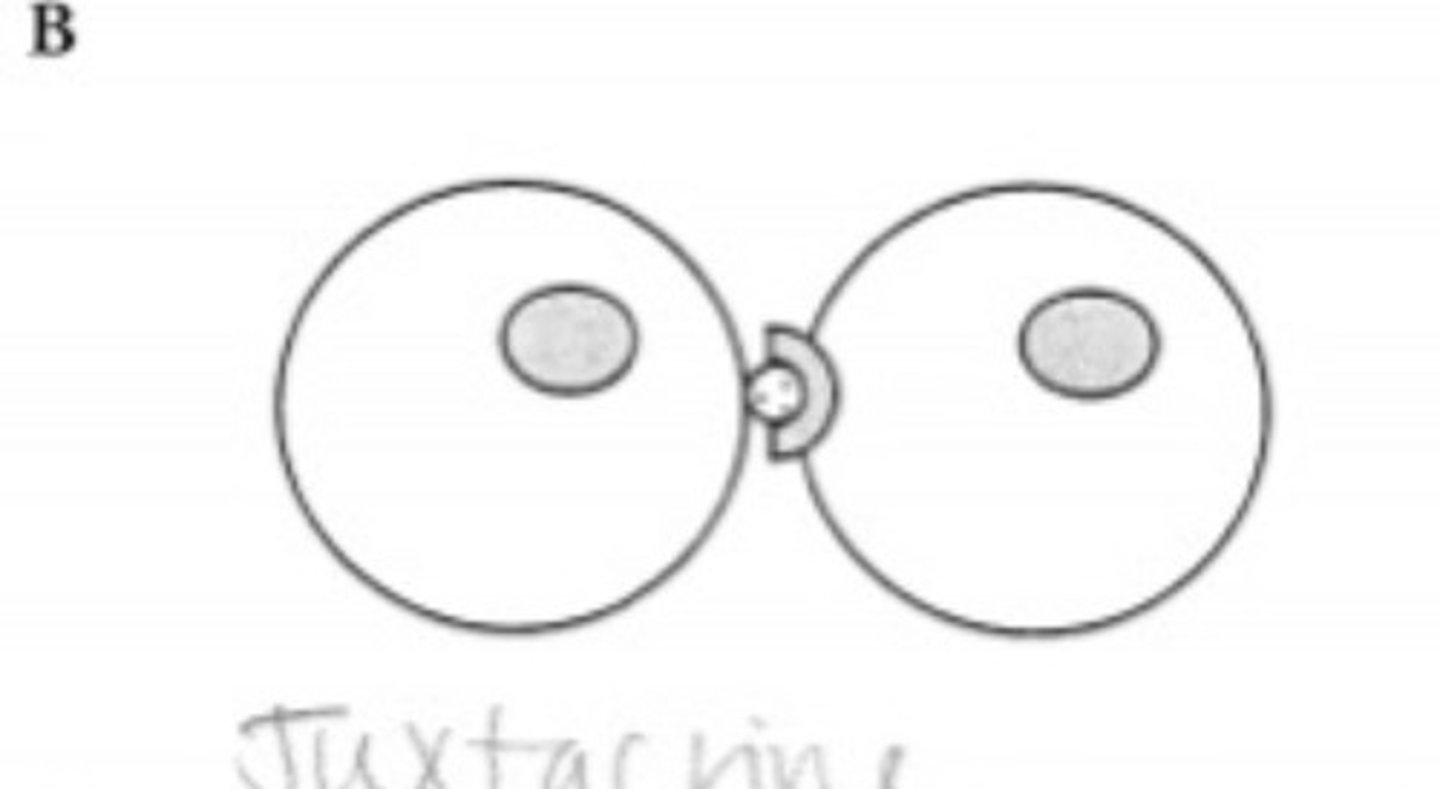 <p>Direct cell to cell signlaing via secreted molecules</p><p>"Neighbors touching"</p>