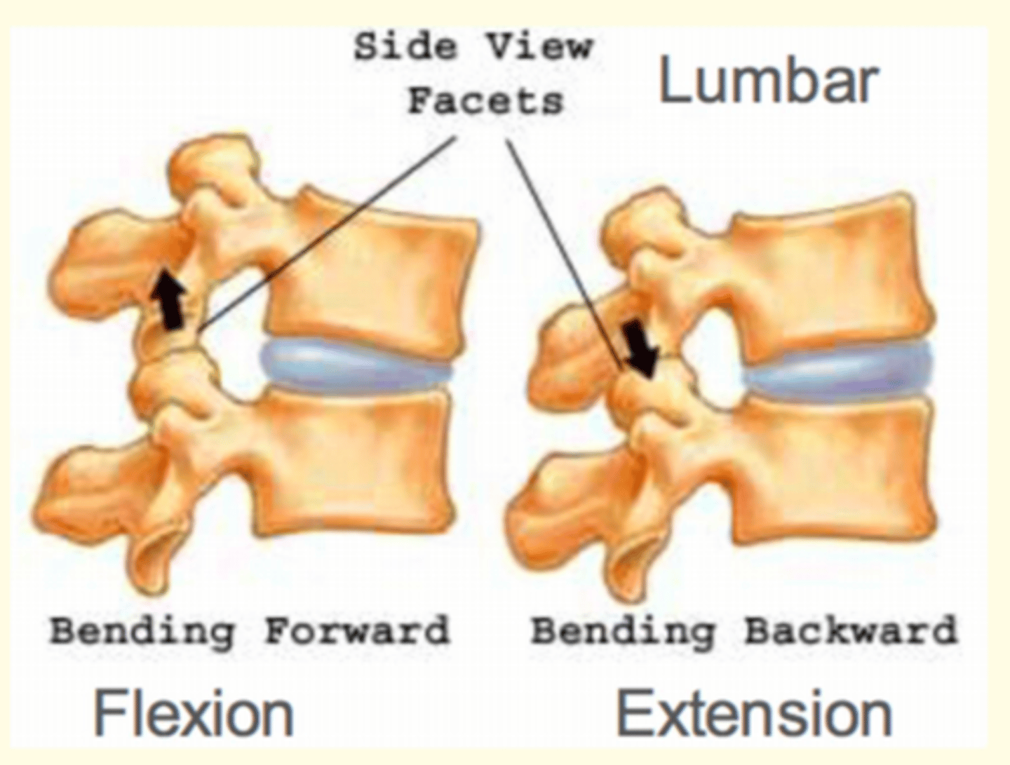<p>Allows for some degree of movement (flexion and extension)</p>