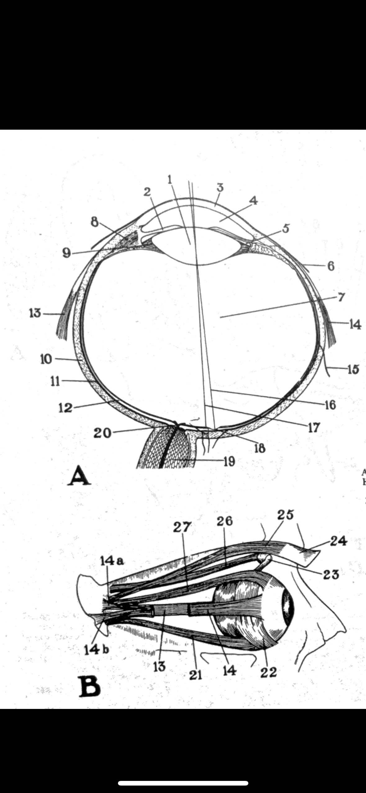 <p>11</p>