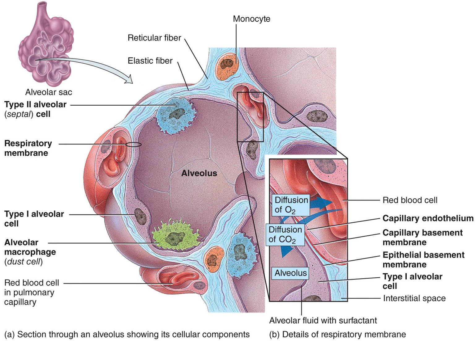 
1. alveolar wall
2. epithelial basement membrane
3. capillary basement membrane (often fused to the epithelial basement membrane)
4. capillary endothelium