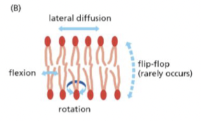 <p>lipids can rotate </p>