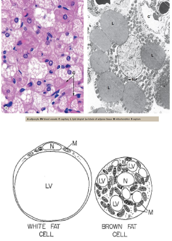 <ul><li><p>plurivacuolaire vetcellen: kleiner dan univacuolaire vetcellen &amp; veelhoekig van vorm</p></li><li><p>cytoplasma: zeer talrijke vetdruppels (‘multiloculair’)</p></li><li><p>kleine vetdruppels laten kern toe meer centraal te liggen</p></li><li><p>elektronenmicroscopie: </p><ul><li><p>hoge concentraties van mitochondriën</p></li><li><p>weinig ontwikkeld glad &amp; ruw ER</p></li></ul></li><li><p>bruin vetweefsel: sterk ontwikkeld vaatnet</p></li><li><p>door bindweefselschotten in lobuli verdeeld (meer dan gewone witte vetweefsel)</p></li></ul><p></p>