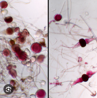 <p>What phylum is this?</p>