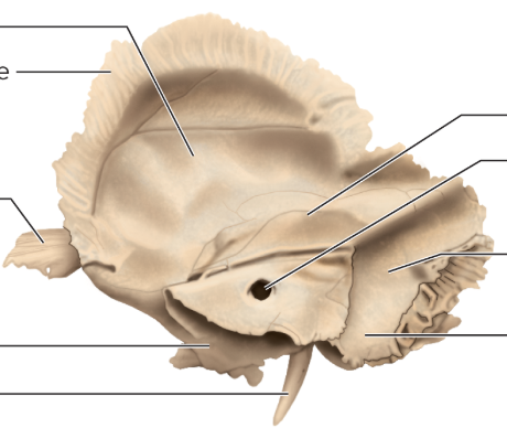 <p>whats the hole named in temporal bone </p>