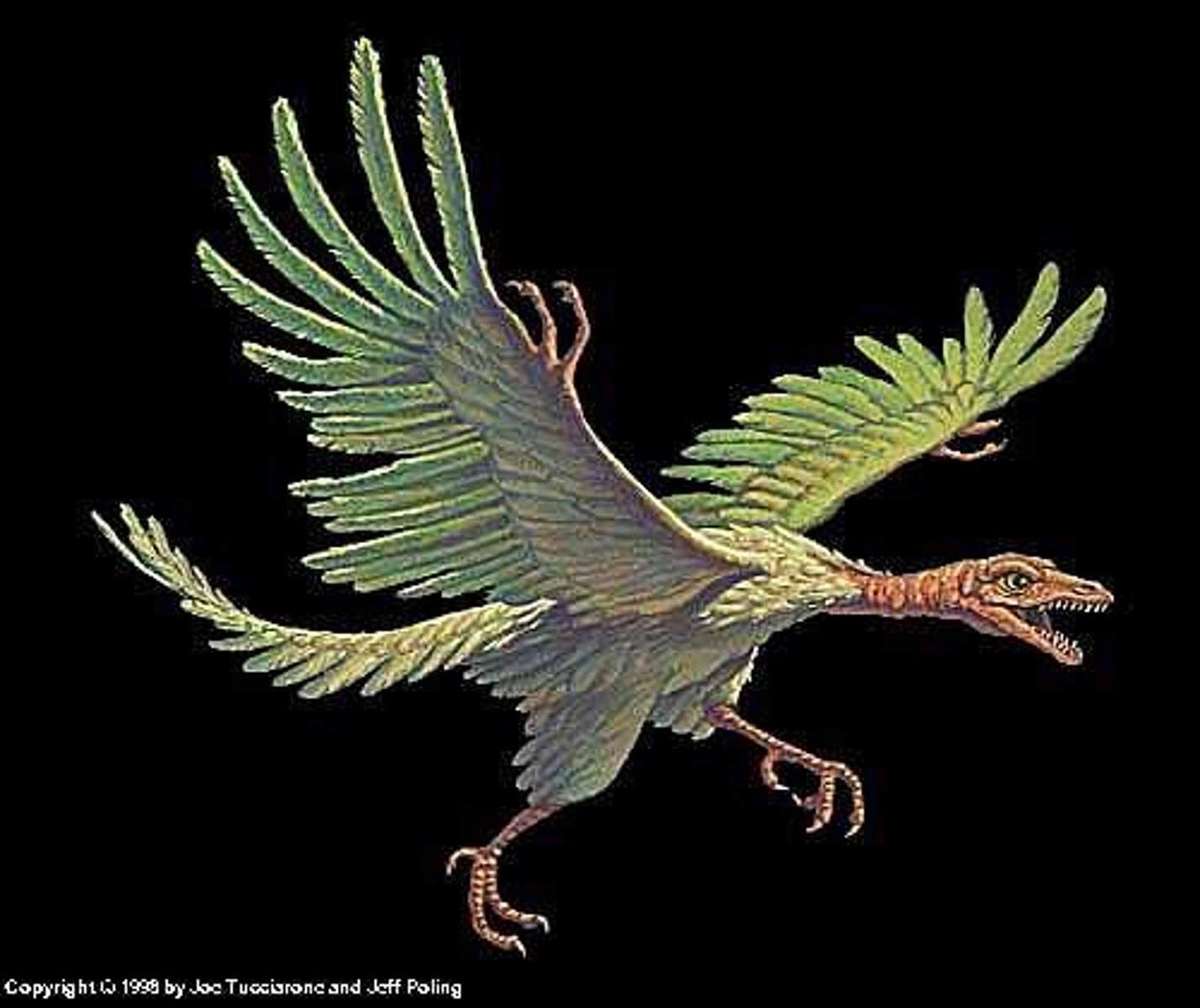 <p>this is an extinct bird which shows an evolutionary transition between ancestral dinosaurs and modern birds.</p><p>-discovered in 1861 Solnhofen Limestone, Bavaria</p><p>-Now dated to Late Jurassic, 147 mya</p><p>-had feathers, long tail, and teeth</p>