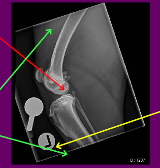 POSITIONING
•Minimal rotation of the femur evidenced by the lateral and medial condyles not being entirely superimposed
ANATOMY
• All required anatomy is included
• DORSAL Distal 1/3 Femur
• VENTRAL Proximal 1/3 Tibia/Fibula
• CRANIAL Skin Margins
• CAUDAL Skin margins
LABELLING
•Correct marker
•Appropriate position