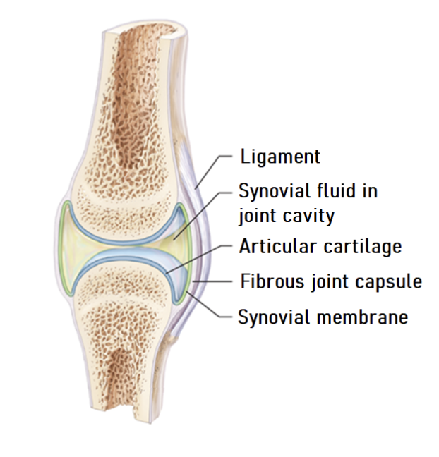 <p>-Synovial joints connect 2 or more bones</p><p>-Articular cartilage covers the bone ends</p><p>-A joint capsule which has inner synovial membrane which synthesises and secretes synovial fluid and an outer fibrous capsule which is flexible encloses the joint cavity filled with synovial fluid(reduces friction between articulating surfaces and nourished articular cartilage) and ligaments provide support</p><p>-Many also have extra structures to enhance stability and function</p>