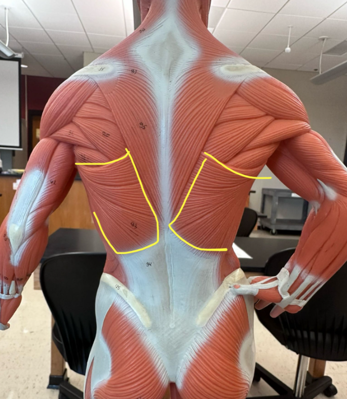 <p>What muscle is the yellow line indicating? What action does this muscle perform?</p>