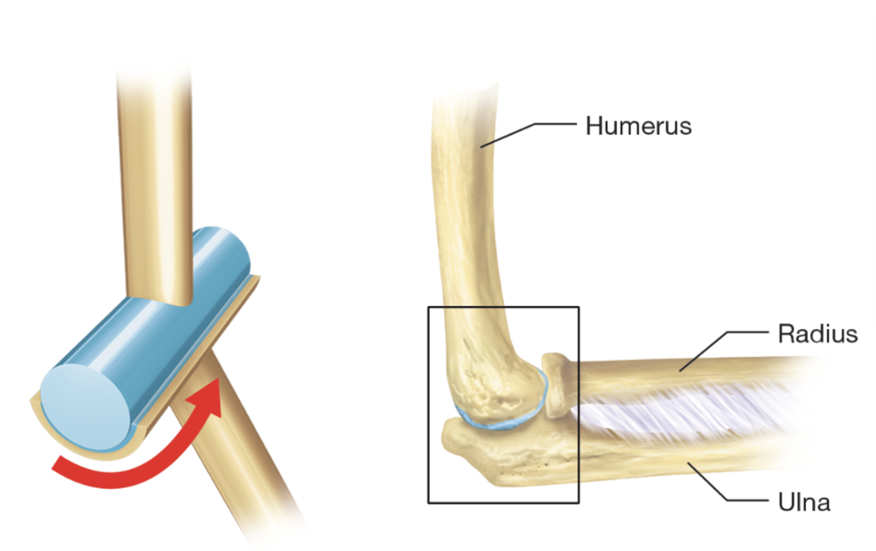 <ul><li><p><span style="background-color: transparent; font-family: "Times New Roman", serif;"><span>Convex surface articulate with concave depression</span></span></p></li><li><p><span style="background-color: transparent; font-family: "Times New Roman", serif;"><span>Movements:</span></span></p><ul><li><p><span style="background-color: transparent; font-family: "Times New Roman", serif;"><span>Flexion</span></span></p></li><li><p><span style="background-color: transparent; font-family: "Times New Roman", serif;"><span>Extension</span></span></p></li></ul></li><li><p><span style="background-color: transparent; font-family: "Times New Roman", serif;"><span>Example: elbow,knee, ankle joint </span></span></p></li></ul><p></p>