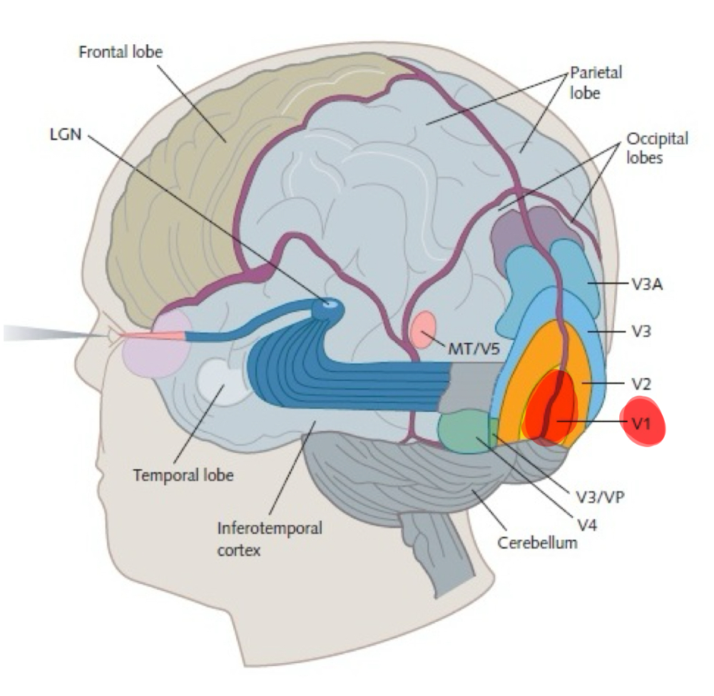 <p>The Primary Visual Cortex or V1</p>
