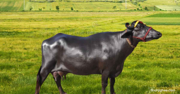 <p>A river type of buffalo, introduced after World War II.</p>