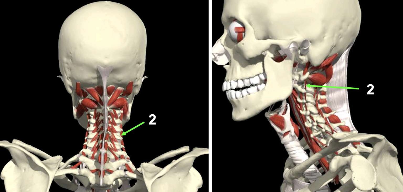 <p>Spier + aanhechtingen (2)</p>