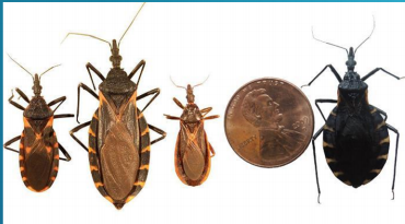 <ul><li><p>Primarily found in South and Central America</p></li><li><p>Transmitted by the bite of the reduviid or triatomid bud (<em>Triatoma or “cone-nose” bug).</em></p></li><li><p>It is transferred to a human host when feces of the bug containing the infective trypomastigotes is deposited near the bite site.</p></li><li><p>The feces are then introduced into the bite site when the host scratches the bite area.</p></li><li><p>Other routes of transmission include blood transfusion, sexuak intercourse, transplacental transmission, and through the mucous membranes, when the bite is near the eye or mouth.</p></li><li><p>Humans and animals (domestic cats and dogs, and wild species such as armadillo, raccoon, and rat) serve as resevoir hosts.</p></li></ul><p></p>