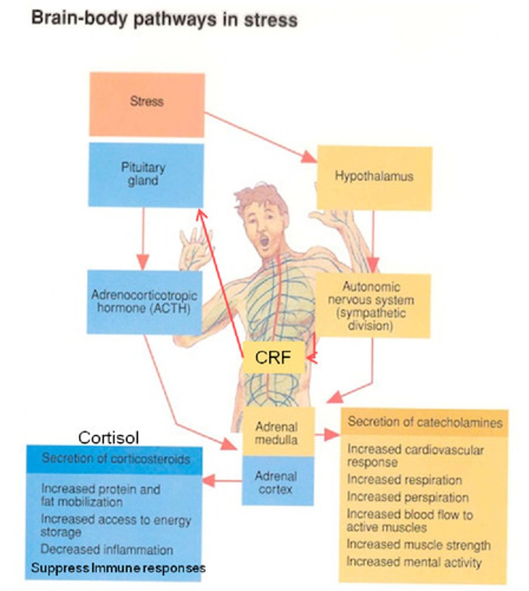 <p>First pathway:</p><p>- hypothalamus activates sympathetic division of the ANS; adrenal glands release catecholamines; heart rate and blood flow increase, respiration and oxygen speed, increased alertness, digestive processes are inhibited, pupils dilate increasing sensitivity</p><p>Second pathway:</p><p>- hypothalamus signals pituitary which secretes ACTH hormone; stimulates release of corticosteroids; increases energy and inhibit tissue inflammation</p>