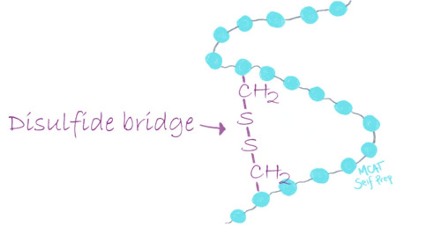 <p>(B) Cys</p><p>Cysteine is able to form disulfide bridges within a polypeptide chain or between two different polypeptide chains.</p><p>Struggling with the one-letter abbreviations, three-letter abbreviations, structures, and the essential properties of Amino Acids? Learn how to conquer any Amino Acid MCAT question using Andrew's Amino Acid Mastery Course @ https://mcatselfprep.com/course/andrews-amino-acid-mastery-course/</p>