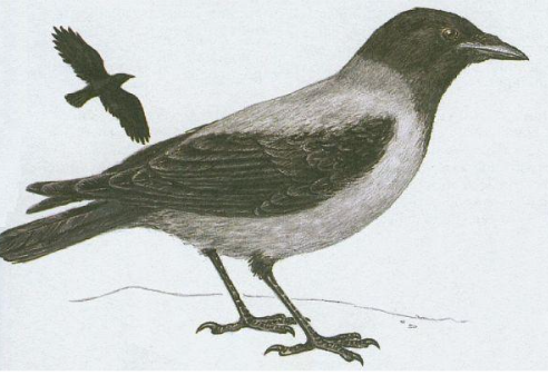 term image