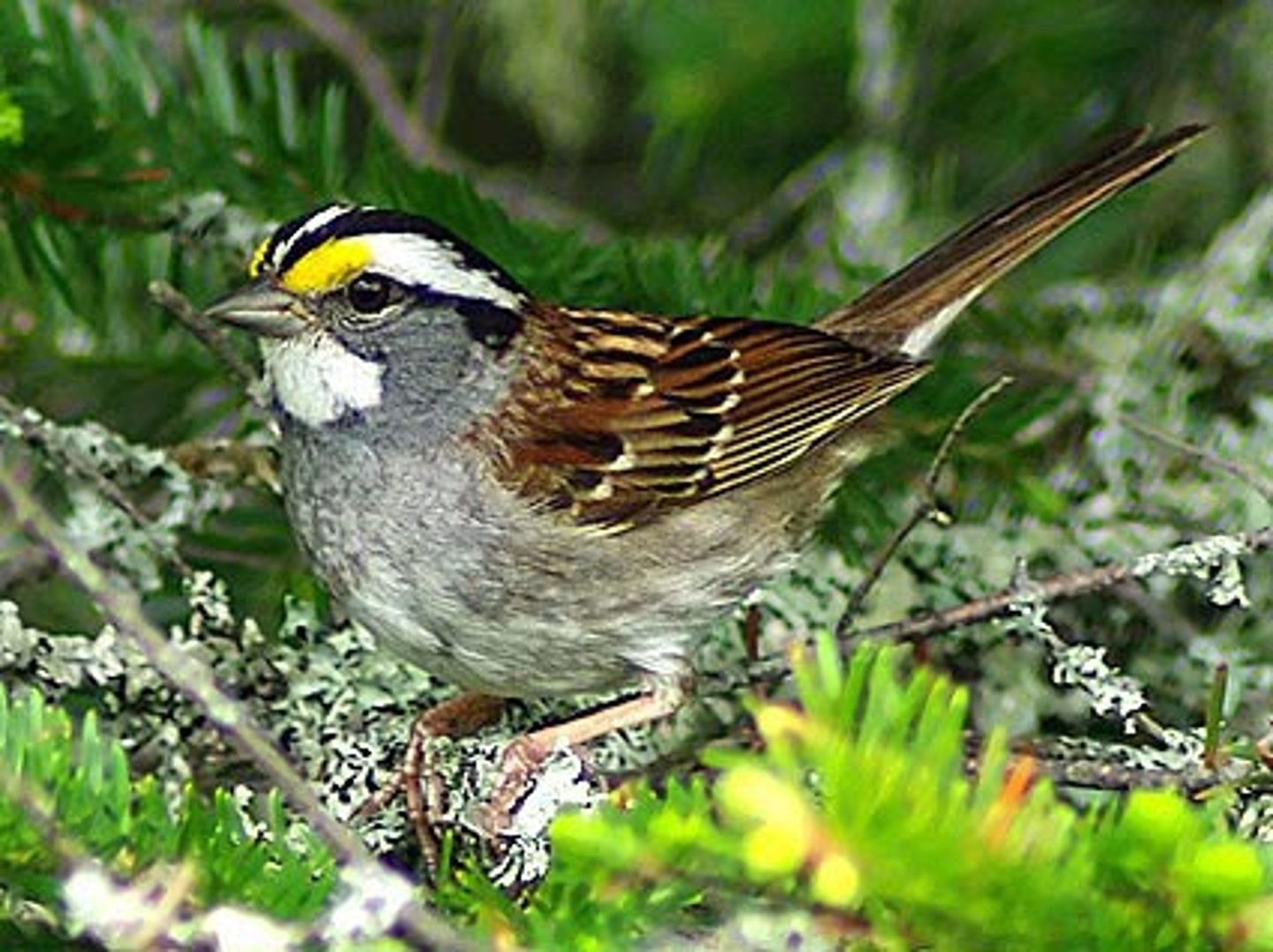 <p>Zonotrichia albicollis</p>