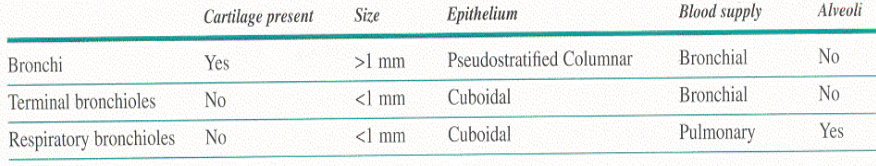 <p>cartilage, yes or no</p><p>type of epithelium</p><p>blood flow</p><p>alveoli, yes or no </p>