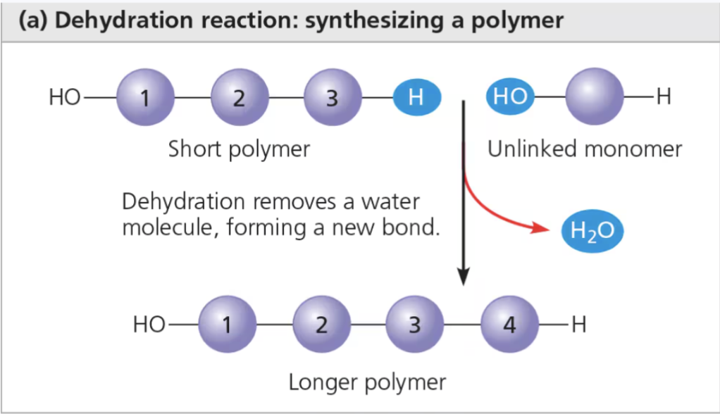 <p><span>a chemical reaction in which two molecules become covalently bonded to each other with the removal of a water molecule</span></p><ul><li><p><span>One monomer provides a hydroxyl group (OH-) while the other provides a hydrogen (H+)</span></p><ul><li><p><span>This reaction is repeated as monomers are added to the chain one by one, making a polymer (also called polymerization)</span></p></li></ul></li></ul><p></p>