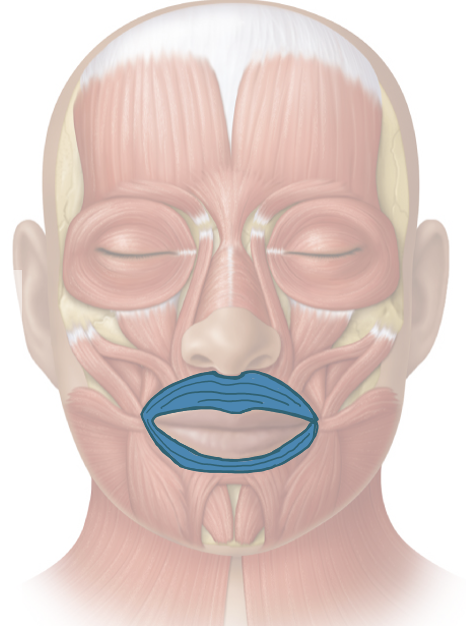 <p>Action and innervation of facial expression muscle: Orbicularis Oris </p>