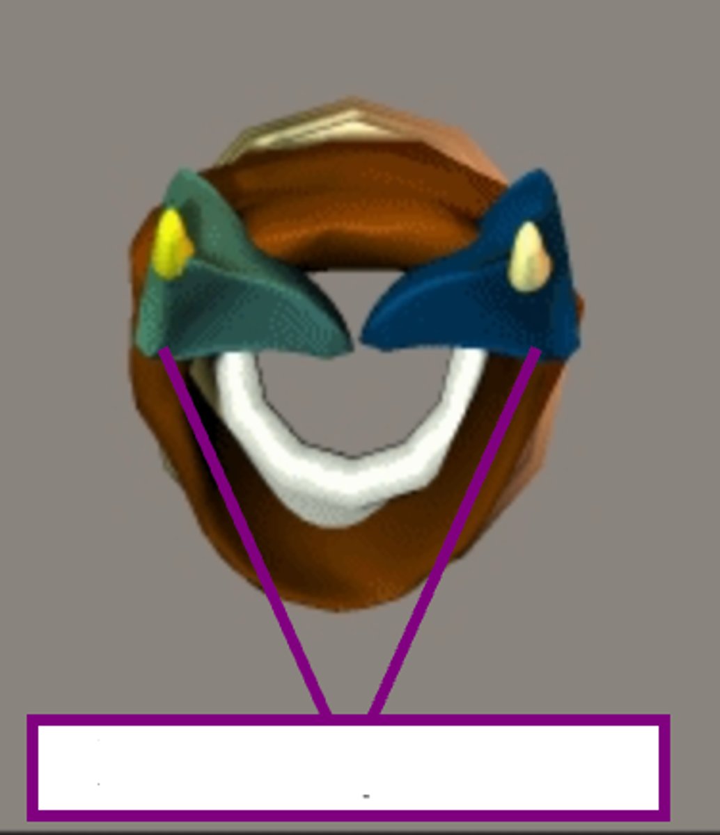 <p>holds one end of the muscle pair that acts in concert with the folds</p>