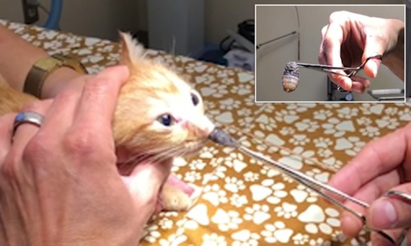 <p>This was extracted from an indoor/outdoor kitten that lives on a produce farm. What is it?</p>