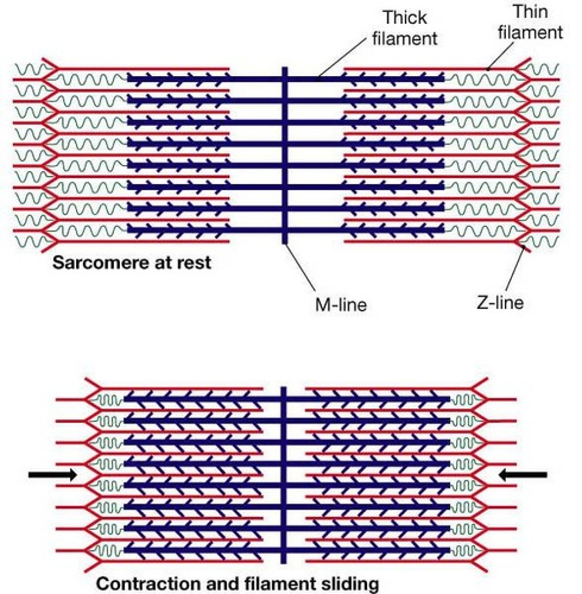 <p>Activation by nerve causes myosin heads to attach to binding sites on the thin filament.</p>